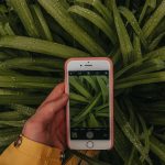 silver iphone 6 on green plant