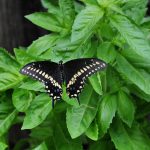 butterfly, nature, insect, wings, pollinate, pollination