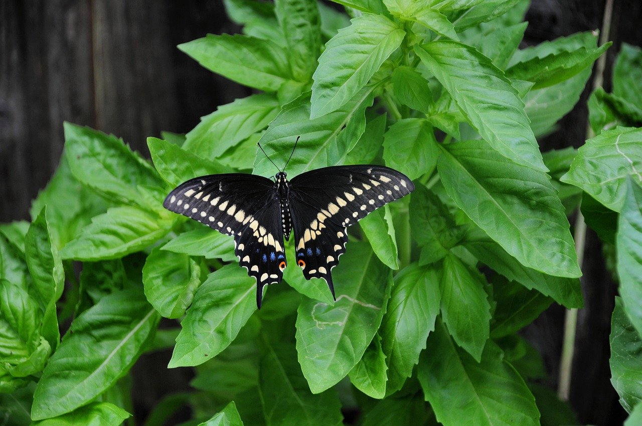 butterfly, nature, insect, wings, pollinate, pollination