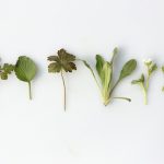 six leafy vegetables